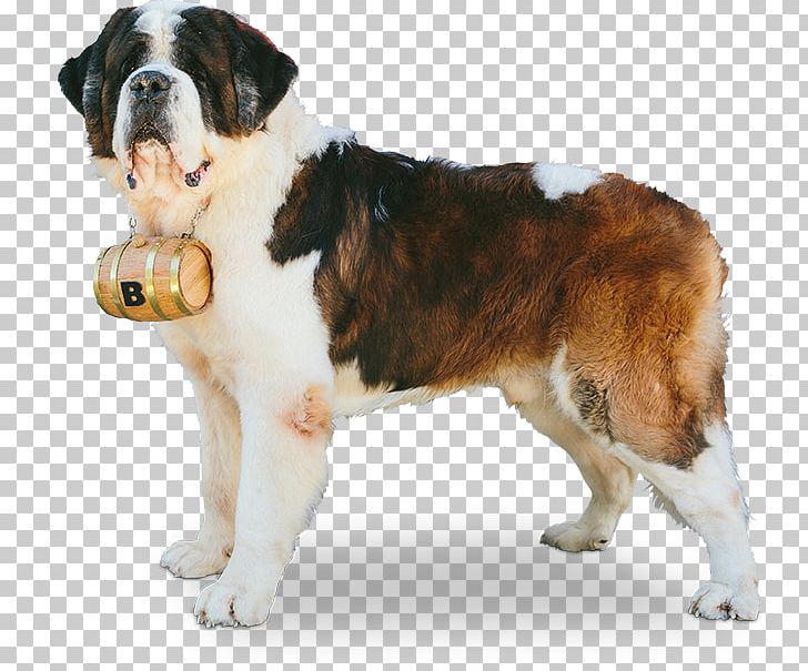 Dog Breed Moscow Watchdog St. Bernard Companion Dog Snout PNG, Clipart, Breed, Carnivoran, Companion Dog, Dog, Dog Breed Free PNG Download
