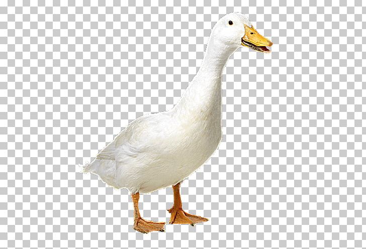 Duck Goose American Pekin Cygnini Mallard PNG, Clipart, American Pekin, Anatidae, Animal, Animals, Animal Welfare Free PNG Download