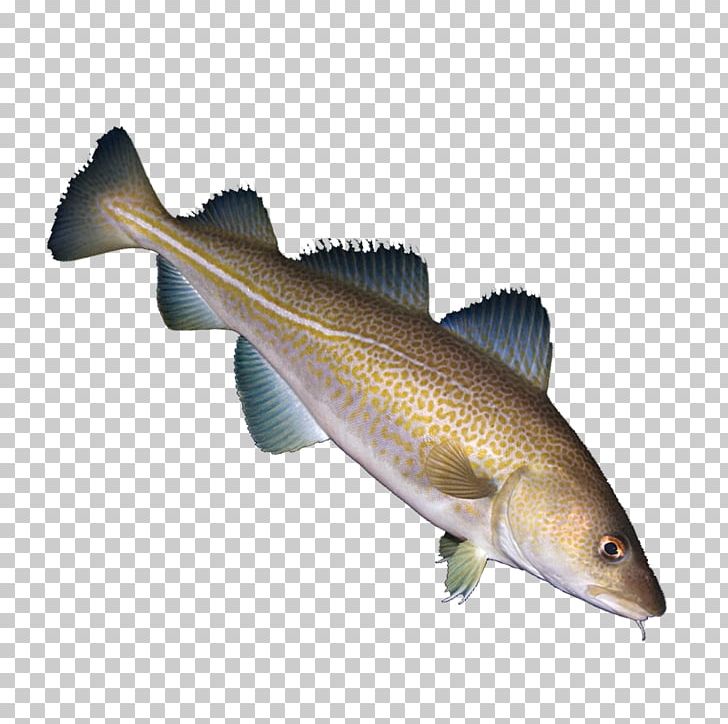 Fish Cod Euclidean PNG, Clipart, Animals, Barramundi, Bass, Bony Fish, Creative Background Free PNG Download