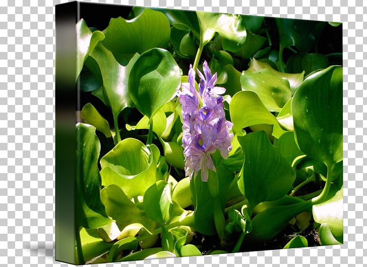 Flower Lilac PNG, Clipart, Flora, Flower, Lilac, Nature, Plant Free PNG Download