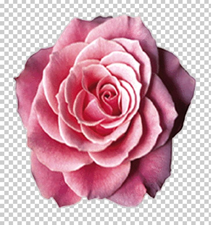 Garden Roses Cabbage Rose Floribunda PNG, Clipart, Animaatio, Animated Film, Art, Cut Flowers, Floribunda Free PNG Download
