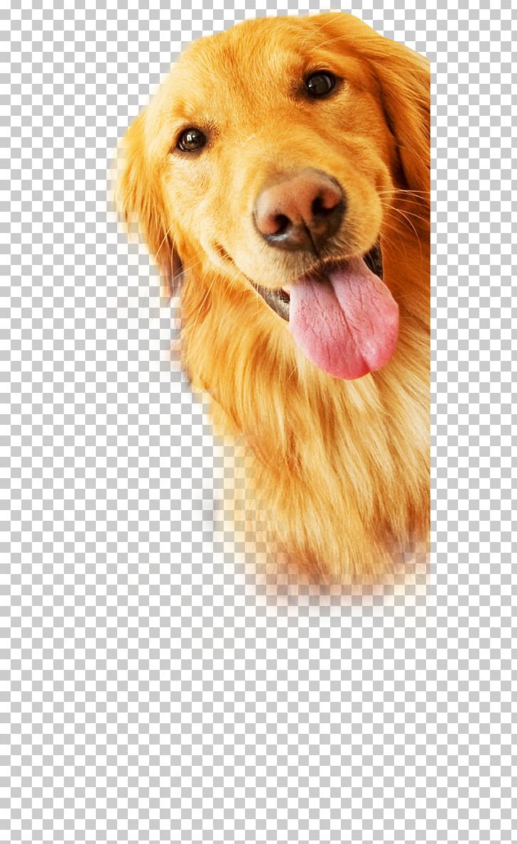 Golden Retriever Nova Scotia Duck Tolling Retriever Puppy Dog Breed Companion Dog PNG, Clipart, Animal, Animal Rescue Group, Animal Shelter, Carnivoran, Companion Dog Free PNG Download