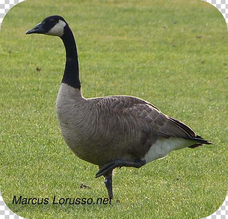 Goose Duck Fauna Ecosystem Fowl PNG, Clipart, Animal, Animals, Beak, Bird, Duck Free PNG Download