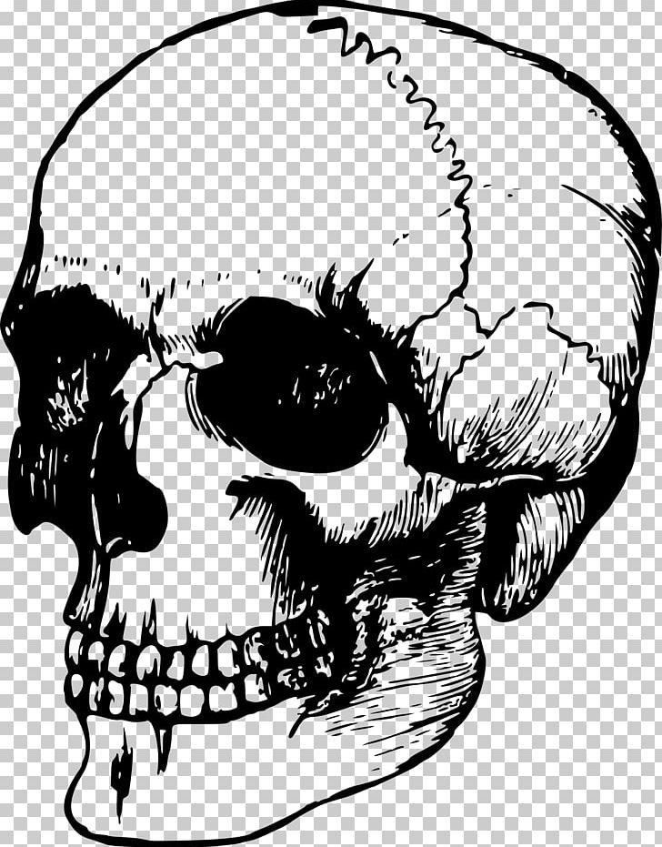Skull Bone Human Skeleton Anatomy PNG, Clipart, Anatomy, Art, Artwork, Black And White, Bone Free PNG Download