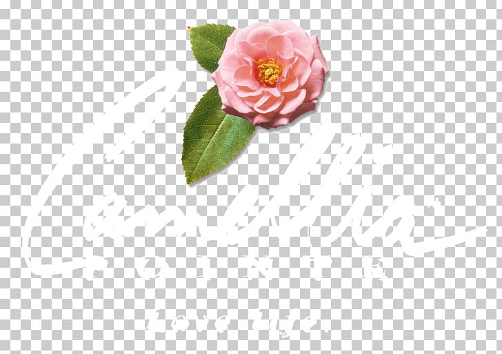 Cabbage Rose Garden Roses Petal Cut Flowers Pink M PNG, Clipart, Camellia, Cut Flowers, Flower, Flowering Plant, Garden Free PNG Download