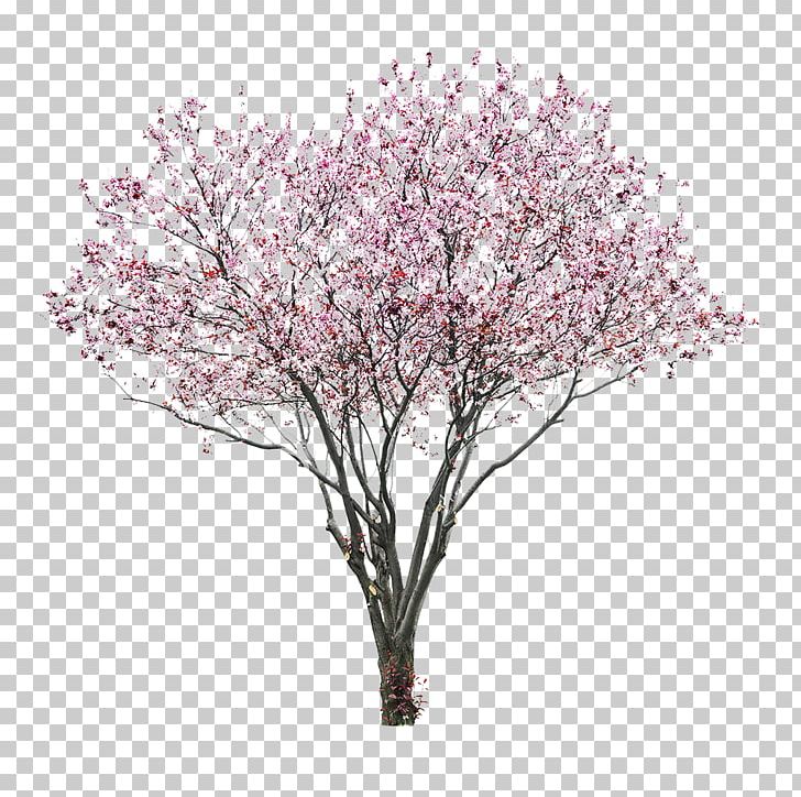 Cherry Blossom Tree East Asian Cherry PNG, Clipart, Blossom, Branch
