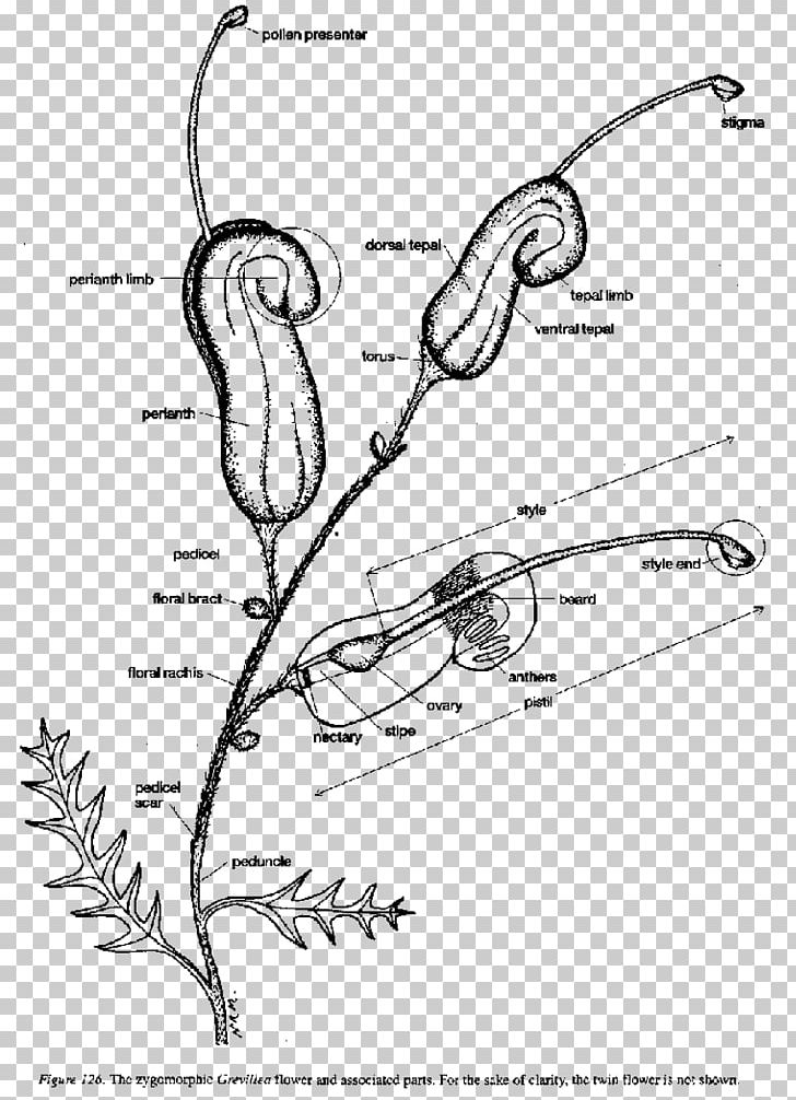 Grevillea Banksii Diagram Grevillea 'Honey Gem' Plant Stem PNG, Clipart,  Free PNG Download