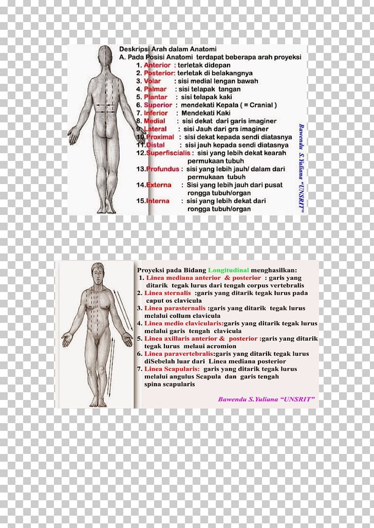 Homo Sapiens Shoulder Human Anatomy Human Body PNG, Clipart, Anatomi, Anatomy, Arah, Arm, Body Free PNG Download