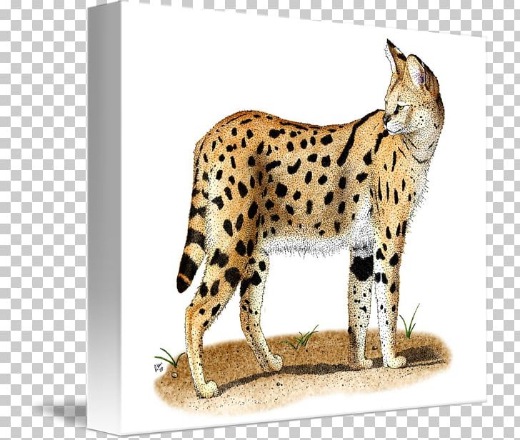 Whiskers Cheetah Wildcat Fauna PNG, Clipart, Animal, Animals, Big Cat, Big Cats, Carnivoran Free PNG Download