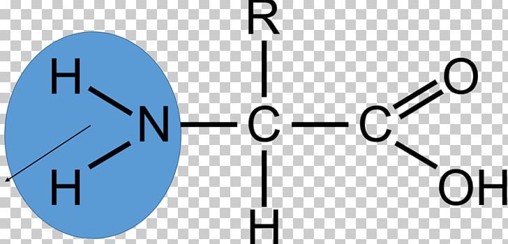 Amino Acid Biology Chemical Compound Amine PNG, Clipart, 2methylpentane, 23dimethylpentane, Acid, Amine, Amino Acid Free PNG Download