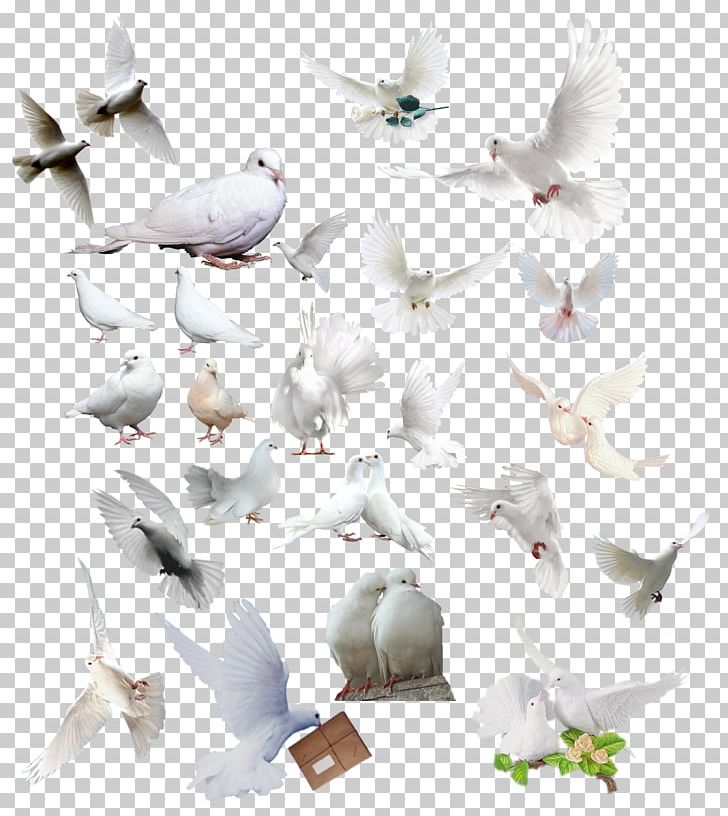 Bird PNG, Clipart, Animals, Art, Beak, Bird, Branch Free PNG Download