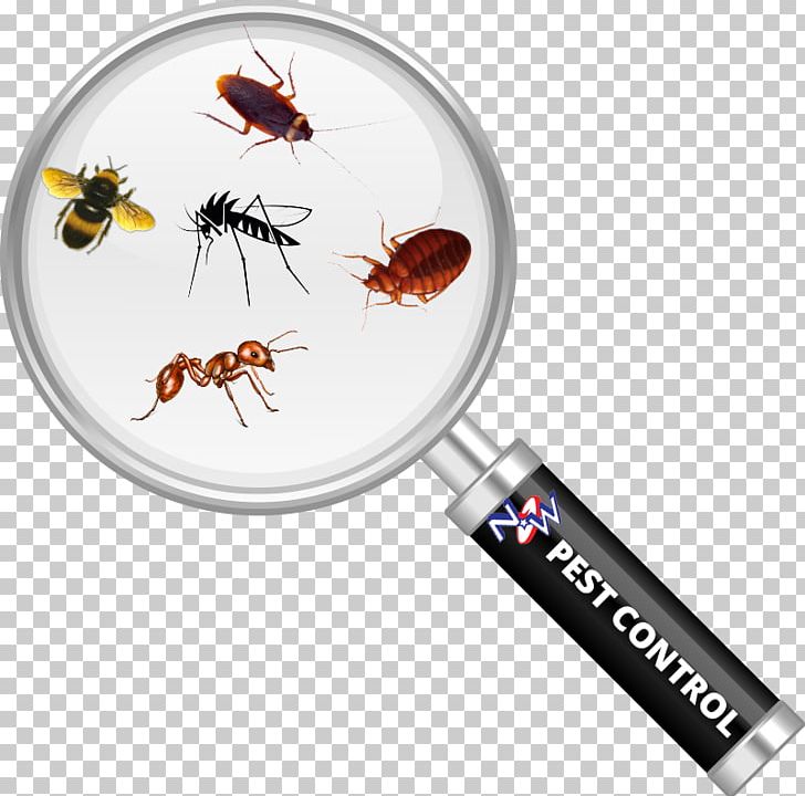 Cockroach Insect Magnifying Glass Pest Control Bed Bug PNG, Clipart, Animals, Bed Bug, Bed Bug Control Techniques, Bee Removal, Cimex Lectularius Free PNG Download