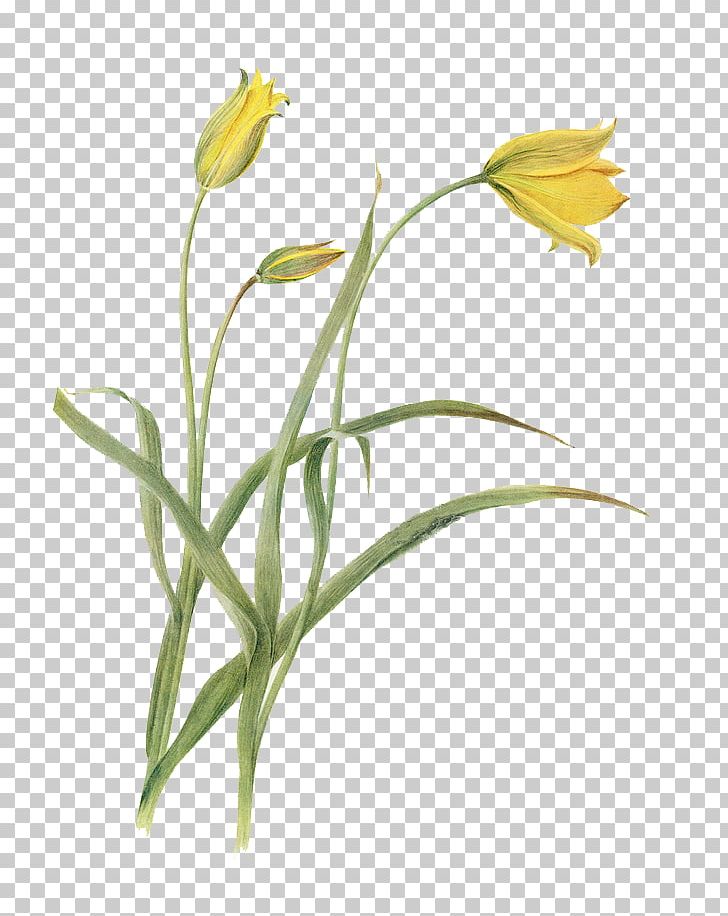 Flower Botany Tulip Botanical Illustration Illustration PNG, Clipart, Art, Branch, Bulb, Cartoon, Cut Flowers Free PNG Download