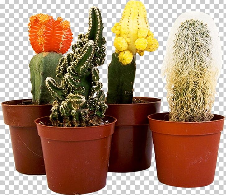 Houseplant Cactaceae Flower PNG, Clipart, Bonsai, Cactaceae, Cactus, Caryophyllales, Cyclamen Free PNG Download