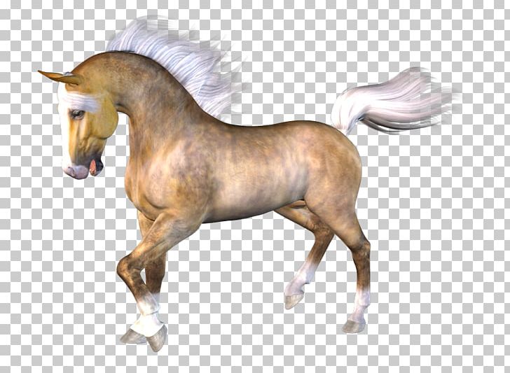 Mane Foal Pony Stallion Mare PNG, Clipart,  Free PNG Download