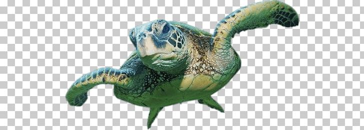 Sea Turtle Front View PNG, Clipart, Animals, Turtles Free PNG Download