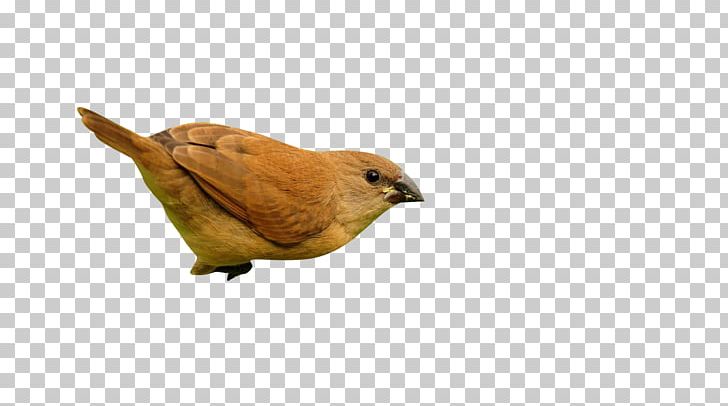 Bird Sparrow PNG, Clipart, Animals, Beak, Bird, Birds, Computer Network Free PNG Download