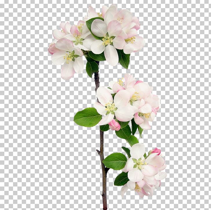Floral Design Flower Petal Blossom PNG, Clipart, Blossom, Branch, Cherry Blossom, Cut Flowers, Floral Design Free PNG Download