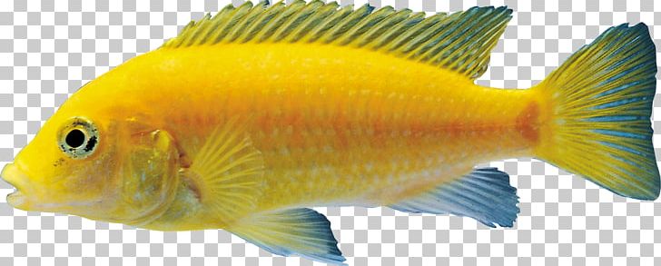 Goldfish Aquariums Coral Reef Fish PNG, Clipart, Animals, Aquarium, Aquariums, Bony Fish, Coral Reef Fish Free PNG Download