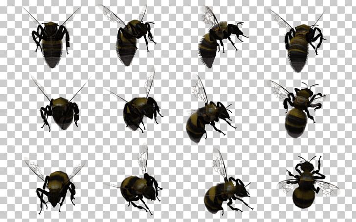 Honey Bee Hornet Bumblebee Swarming PNG, Clipart, Arthropod, Bee, Beehive, Beetle, Bumblebee Free PNG Download