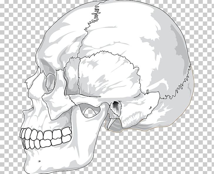 Skull Human Head Human Skeleton PNG, Clipart, Automotive Design, Black And White, Bone, Diagram, Drawing Free PNG Download