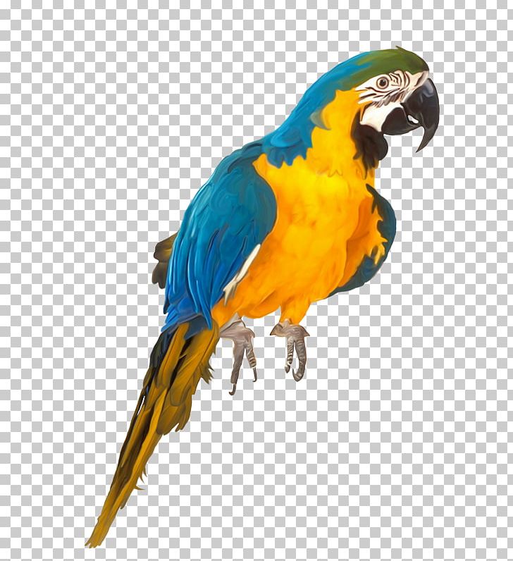 Macaw Lovebird Parakeet Pet PNG, Clipart, Animals, Beak, Bird, Birdcage, Cage Free PNG Download