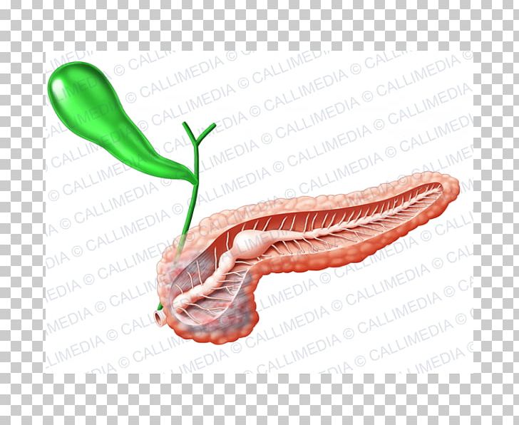 Pancreas Gallbladder Endocrine System Human Anatomy PNG, Clipart, Anatomy, Bile, Endocrine System, Endocrinology, Finger Free PNG Download