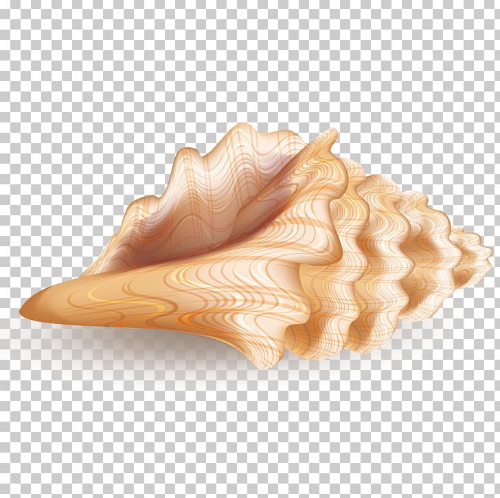 Seashell Euclidean Computer File PNG, Clipart, 3d Computer Graphics, Adobe Illustrator, Cartoon Conch, Conch Blowing, Conchology Free PNG Download