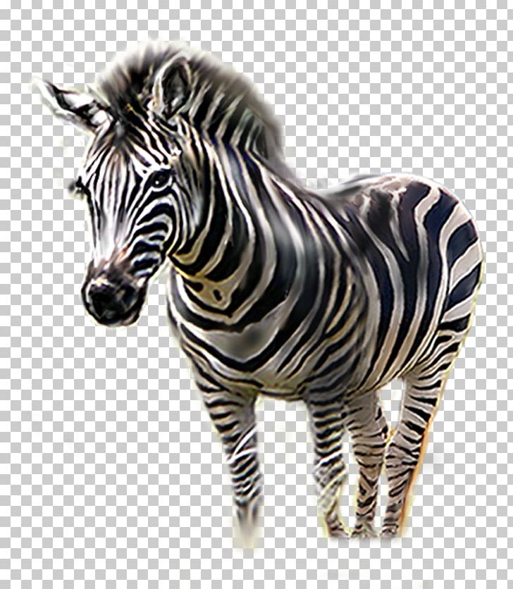 Zebra PNG, Clipart, Animal, Animals, Black And White, Cartoon Zebra, Cartoon Zebra Crossing Free PNG Download