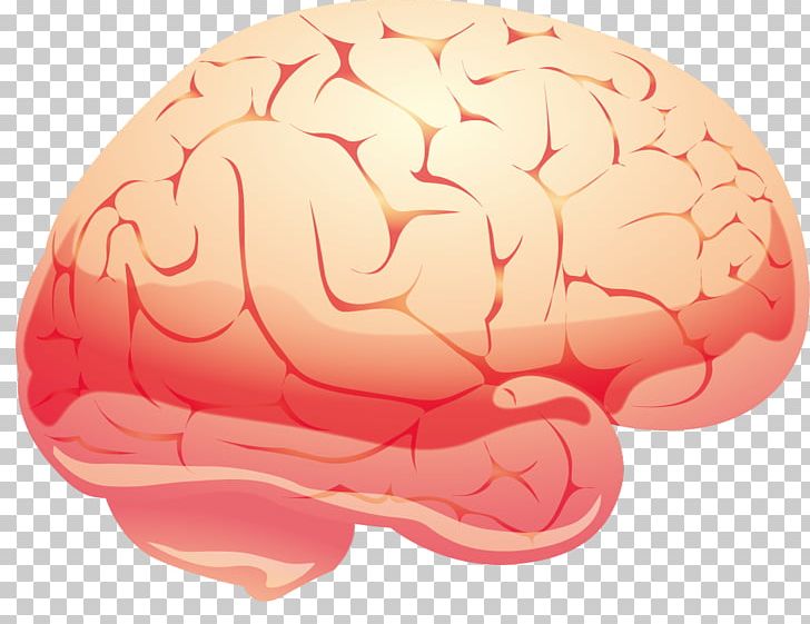 Brain Euclidean PNG, Clipart, Agy, Brains, Brainstorming, Brain Thinking, Brain Vector Free PNG Download