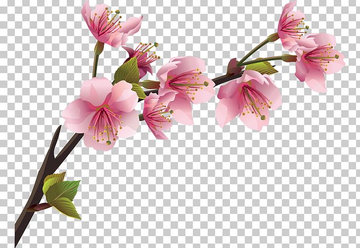 Cherry Blossom Branch Flower PNG, Clipart, Alstroemeriaceae, Blossom, Branch, Bud, Cherry Free PNG Download