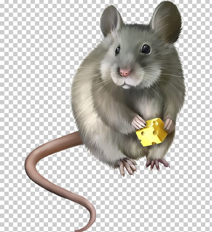 Computer Mouse Laboratory Rat PNG, Clipart, Animals, Brown Rat, Computer Mouse, Dormouse, Download Free PNG Download