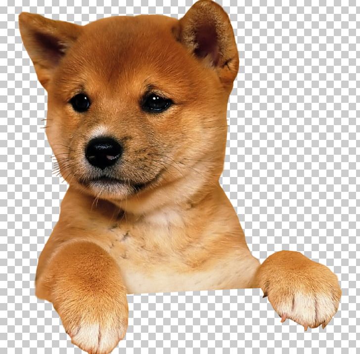 Shiba Inu Akita Puppy Norwegian Buhund Dachshund PNG, Clipart, Akita, Akita Inu, Ancient Dog Breeds, Animal, Animals Free PNG Download