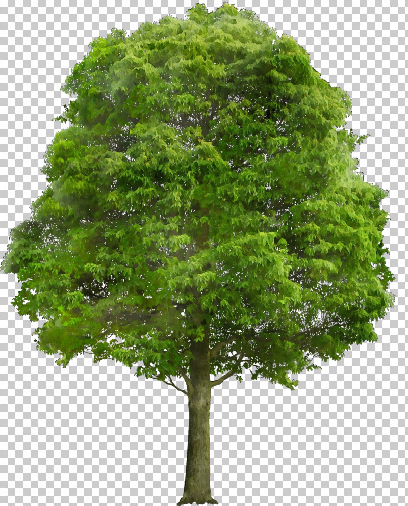 Arbor Day PNG, Clipart, Arbor Day, Flower, Grass, Green, Leaf Free PNG Download