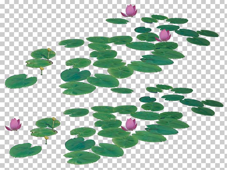 Nelumbo Nucifera Icon PNG, Clipart, Autumn Leaf, Button, Computer Software, Download, Encapsulated Postscript Free PNG Download