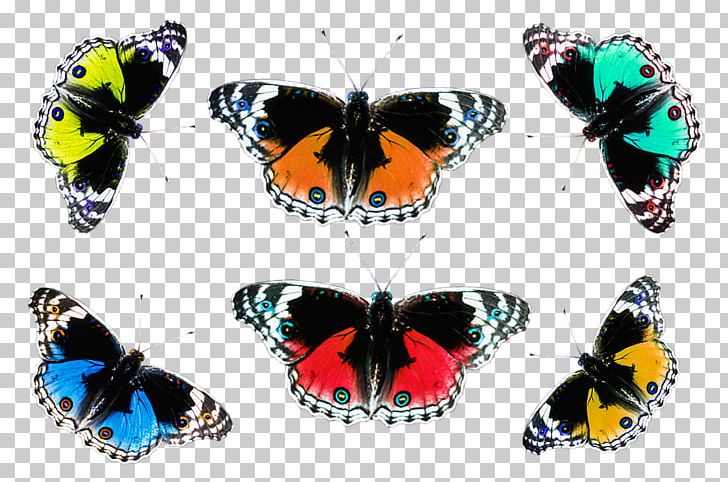 Brush-footed Butterflies Butterfly Insect PNG, Clipart, Animaatio, Arthropod, Brush Footed Butterfly, Butterflies And Moths, Butterfly Free PNG Download