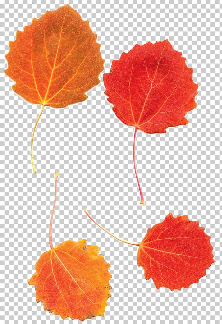 Leaf European Aspen Tree Autumn PNG, Clipart, Aspen, Autumn, Autumn Leaf Color, Cottonwood, Drawing Free PNG Download