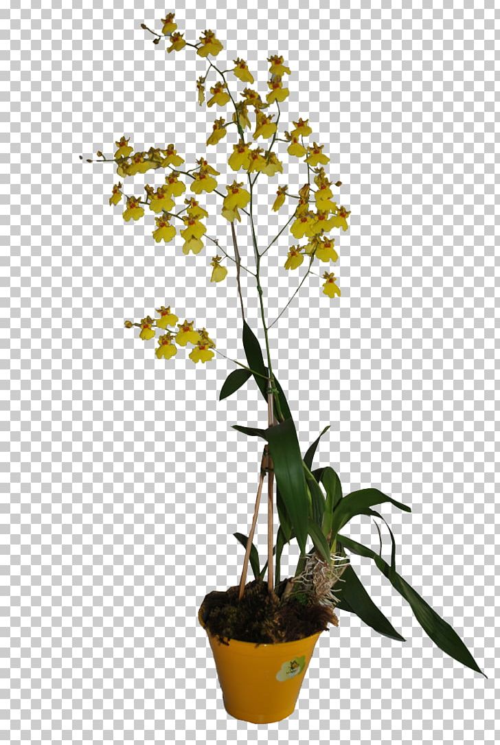Moth Orchids Dendrobium Flowerpot Houseplant PNG, Clipart, Branch, Branching, Dendrobium, Flora, Flower Free PNG Download