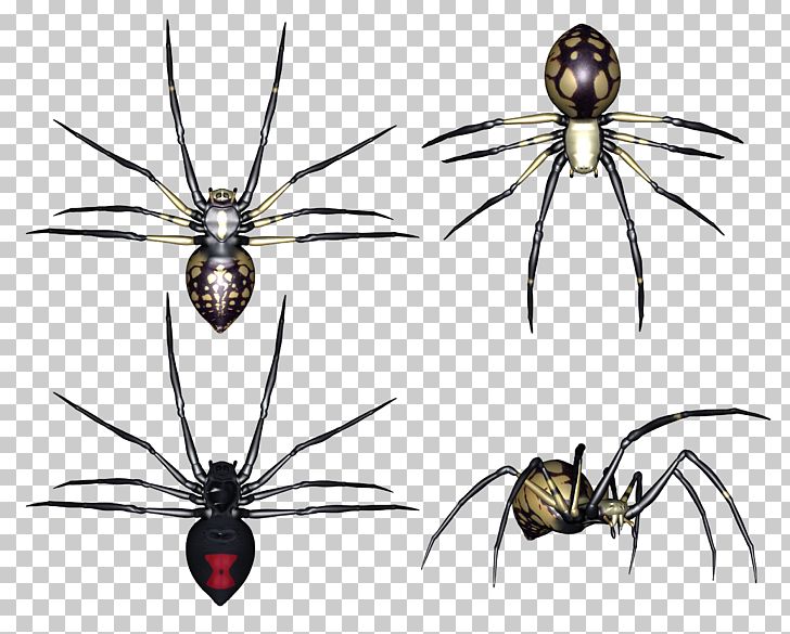 Redback Spider Insect PNG, Clipart, Arthropod, Cellar Spiders, Chelicerae, Eight Legs, Free Free PNG Download