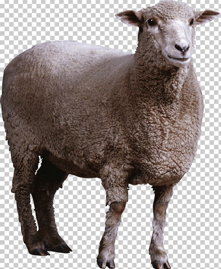 Sheep Goat PNG, Clipart, Animals, Computer Icons, Cow Goat Family, Dots ...