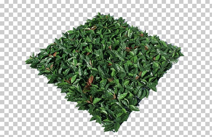 Stock.xchng IStock Stock Photography Pixabay PNG, Clipart, Download, Easter, Evergreen, Grass, Herb Free PNG Download