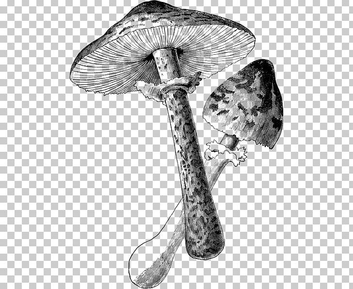 Botanical Illustration Black And White Drawing PNG, Clipart, Agaricaceae, Agaricus, Amanita Muscaria, Art, Black And White Free PNG Download