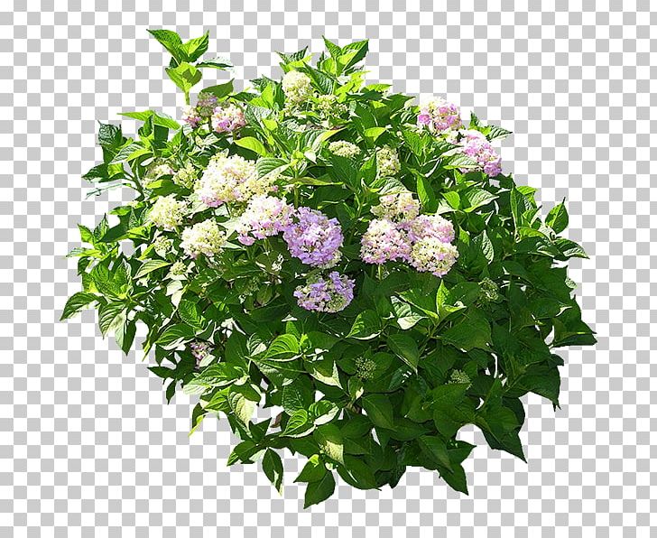Floral Design Hydrangea 3D Computer Graphics Flower Box Flowerpot PNG, Clipart, 3d Computer Graphics, Annual Plant, Autodesk , Background Green, Decorative Arts Free PNG Download
