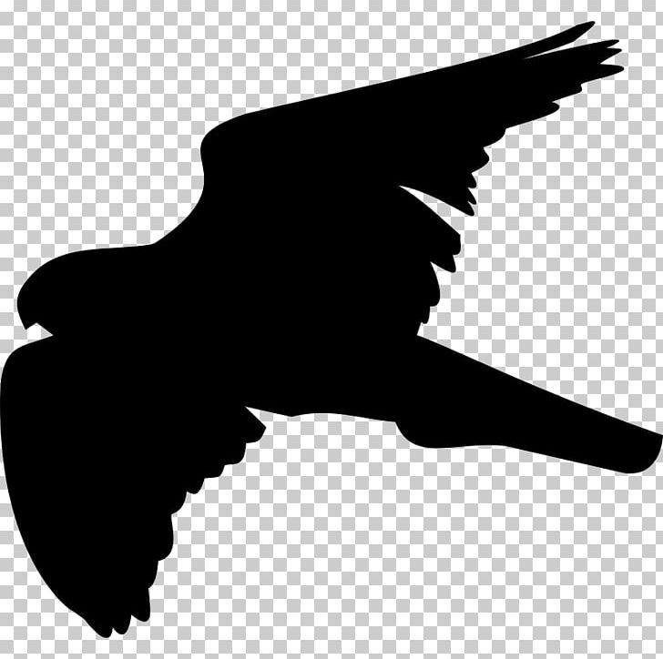 Bird Computer Icons Accipitridae Bald Eagle PNG, Clipart, Accipitridae, Accipitriformes, Animals, Bald Eagle, Beak Free PNG Download