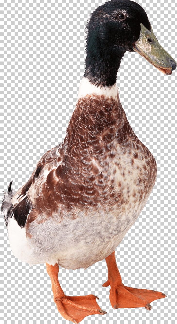 Bird Duck Domestic Goose PNG, Clipart, Animals, Anser, Arbol, Beak, Bird Free PNG Download