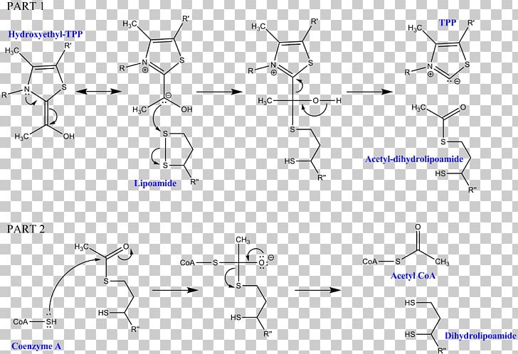 Dihydrolipoyl Transacetylase Dihydrolipoamide Dehydrogenase Pyruvate Dehydrogenase Pyruvate Decarboxylation Thiamine Pyrophosphate PNG, Clipart, Acetylation, Acetylcoa, Acetyl Group, Acetyltransferase, Angle Free PNG Download