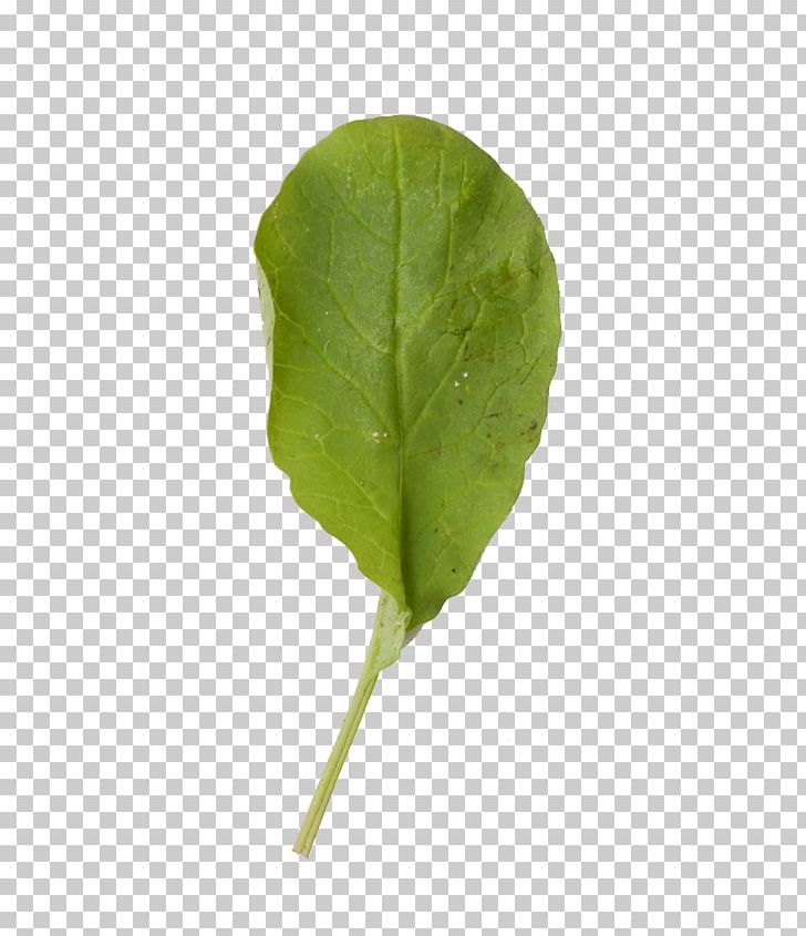 Leaf Plant Cải Củ Abaksiaalsus Photosynthesis PNG, Clipart, Abaksiaalsus, Acuarela Hojas, Breathing, Chicory, Herb Free PNG Download