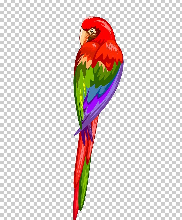 Parrots Of New Guinea Macaw PNG, Clipart, Adobe Illustrator, Animal, Animals, Art, Beak Free PNG Download