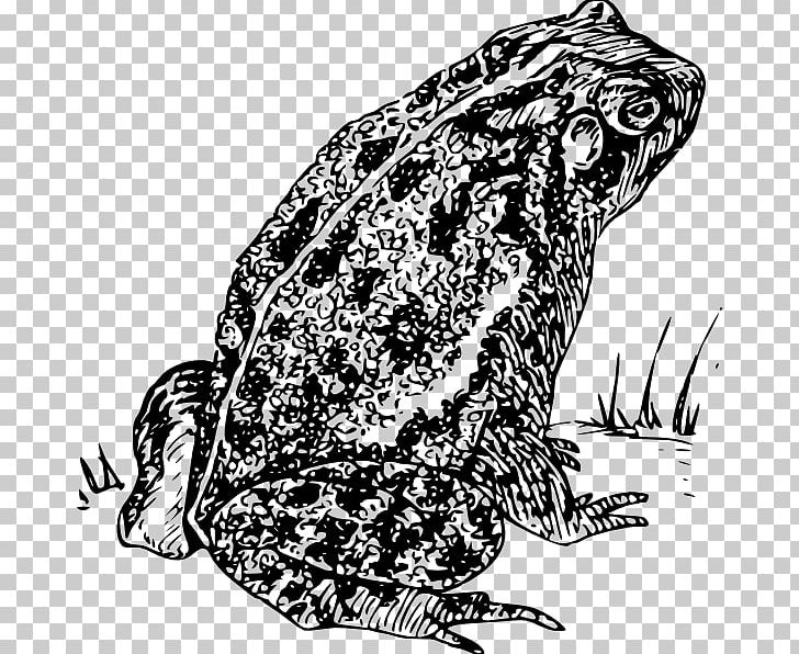 Frog Amphibian PNG, Clipart, Ame, Amphibian, Animals, Art, Black And White Free PNG Download