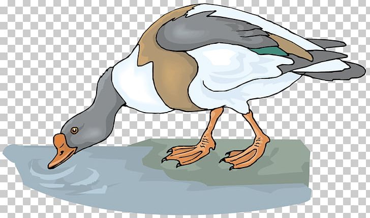 Goose Drinking Water PNG, Clipart, Animal, Animals, Bird, Cartoon, Drinking Free PNG Download